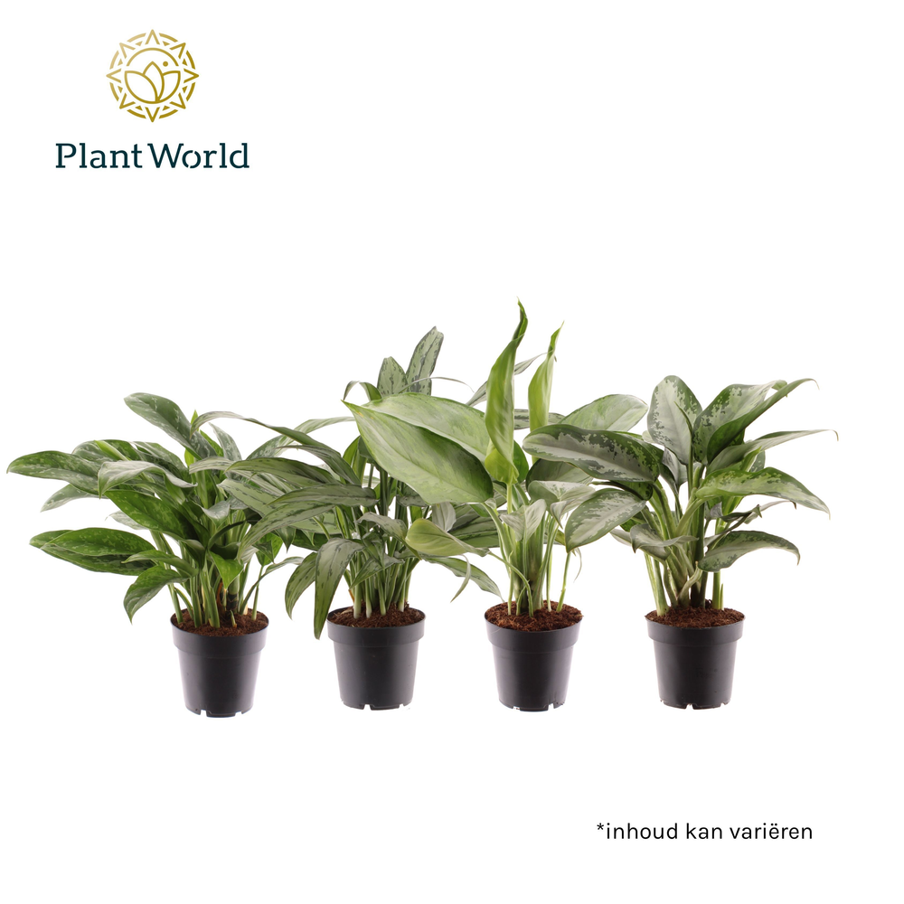 Aglaonema gemengd (Decorum).