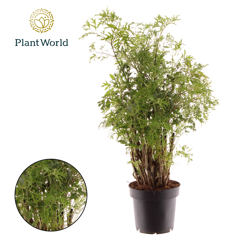 Polyscias Hawaiiana Ming.