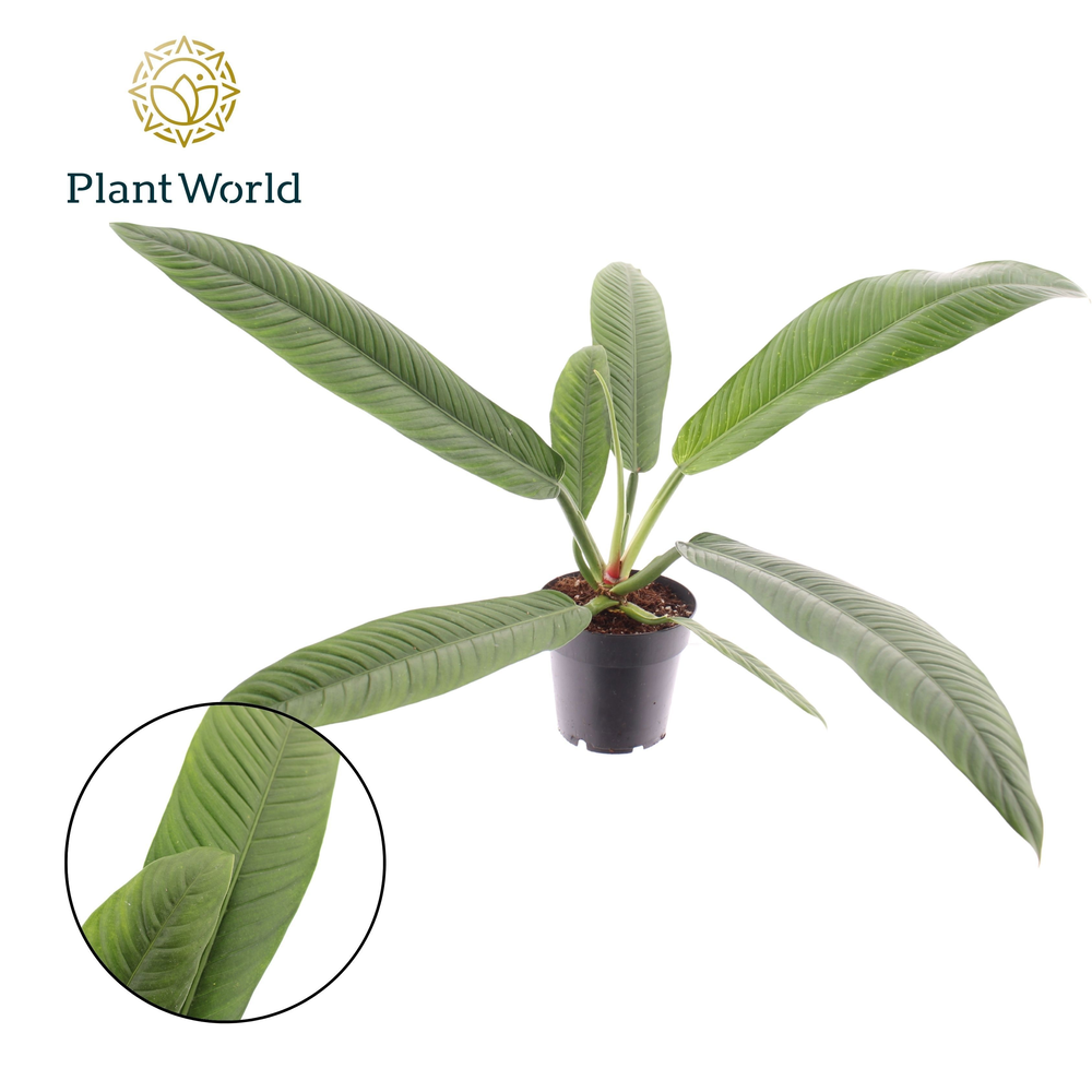 Philodendron Campii.