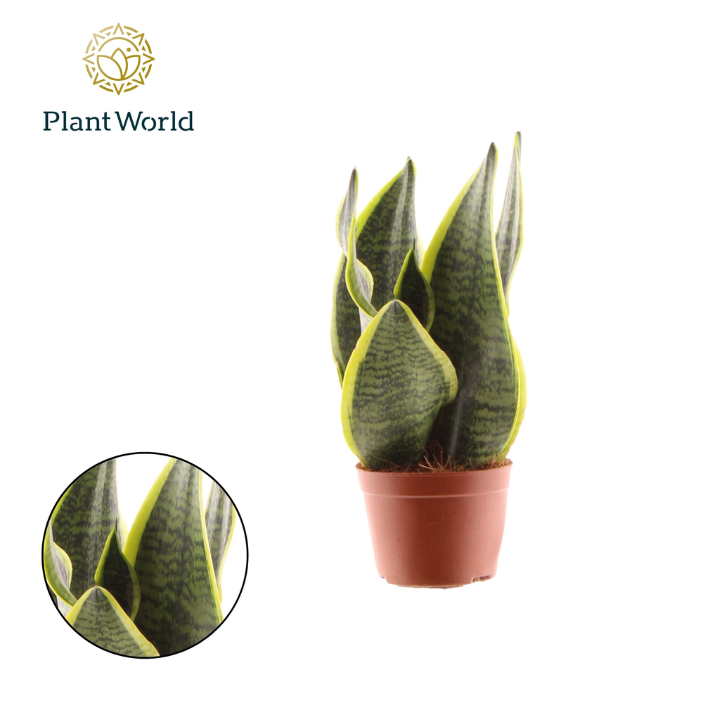Sansevieria Futura Superba 2 PP.