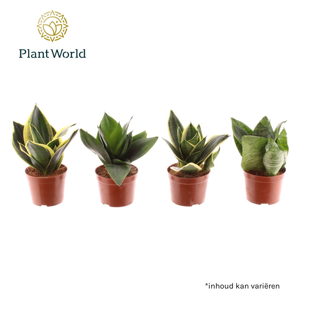 Sansevieria Dwarf Hahnii gemengd.