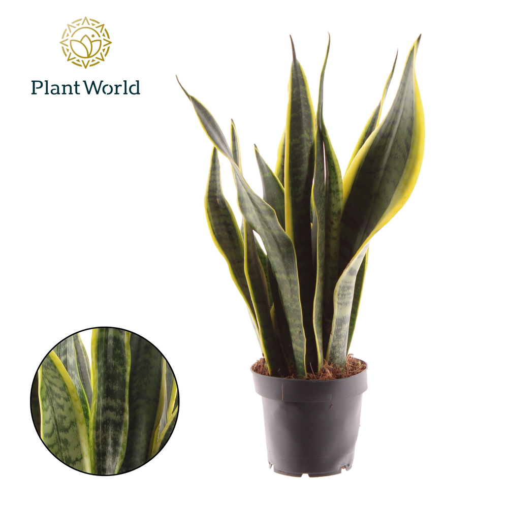 Sansevieria Laurentii.