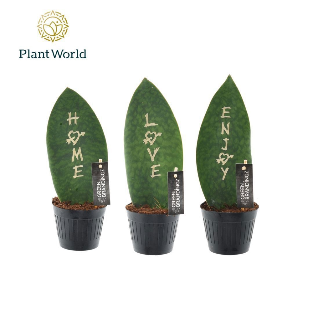 Sansevieria Green Brandingz Special Mixture.