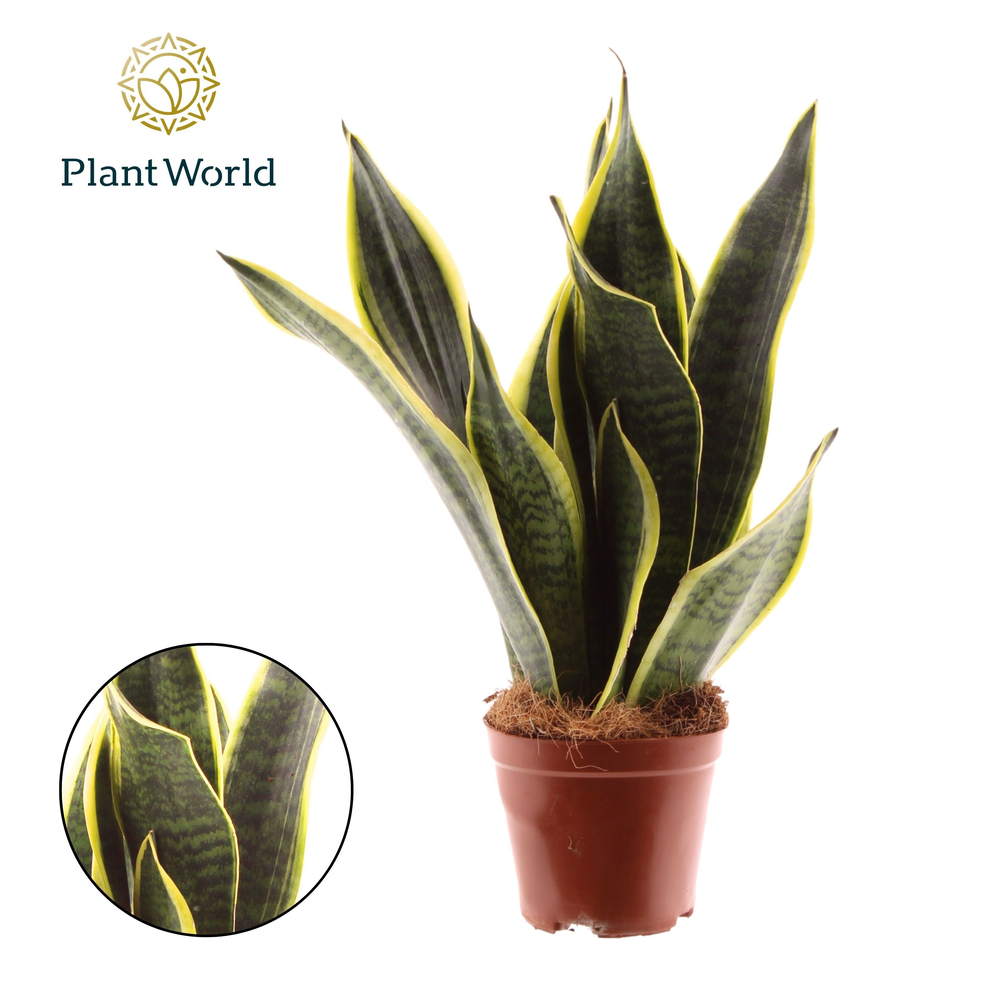 Sansevieria Futura Superba 3 stekken p.p..