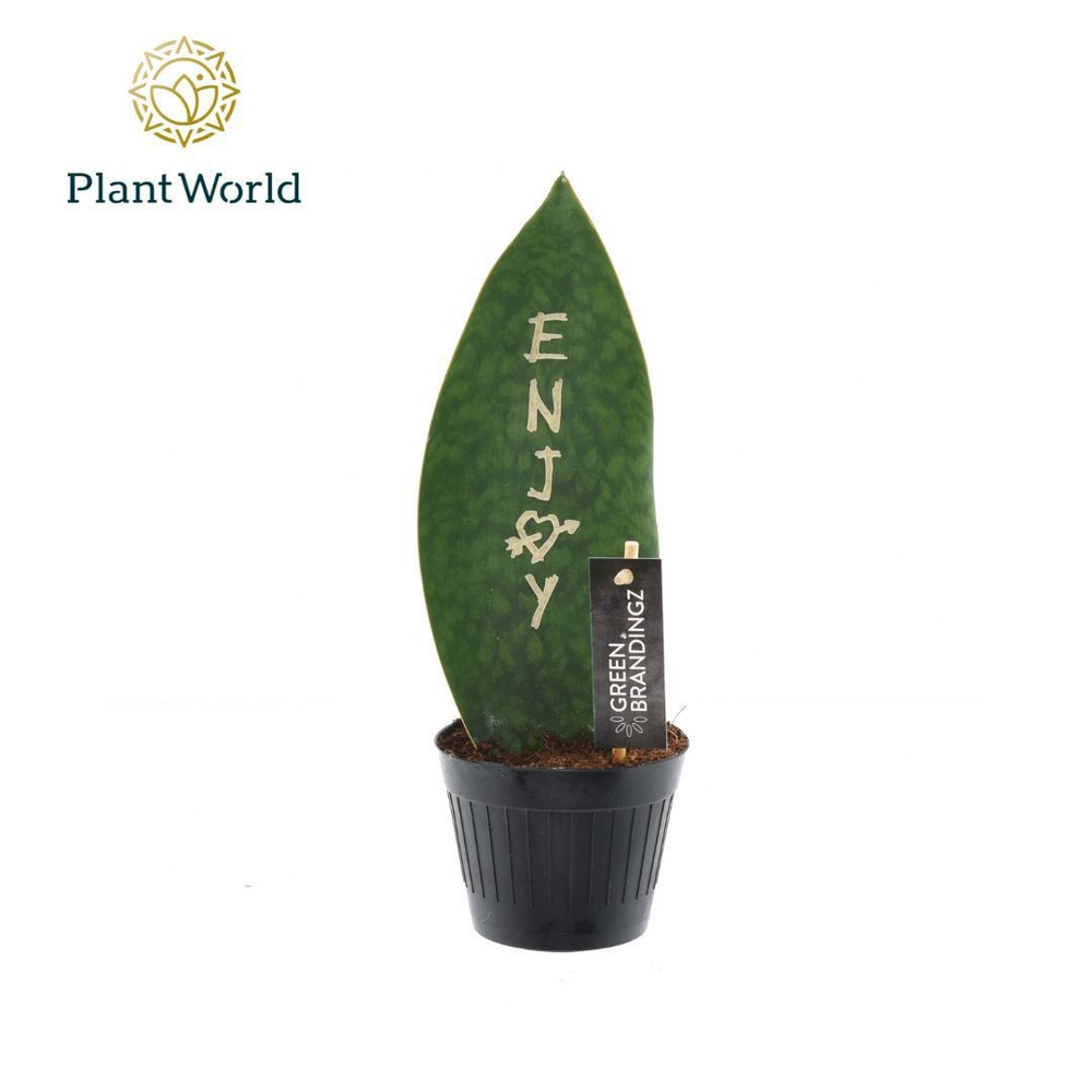 Sansevieria Greenbrandingz Enjoy.