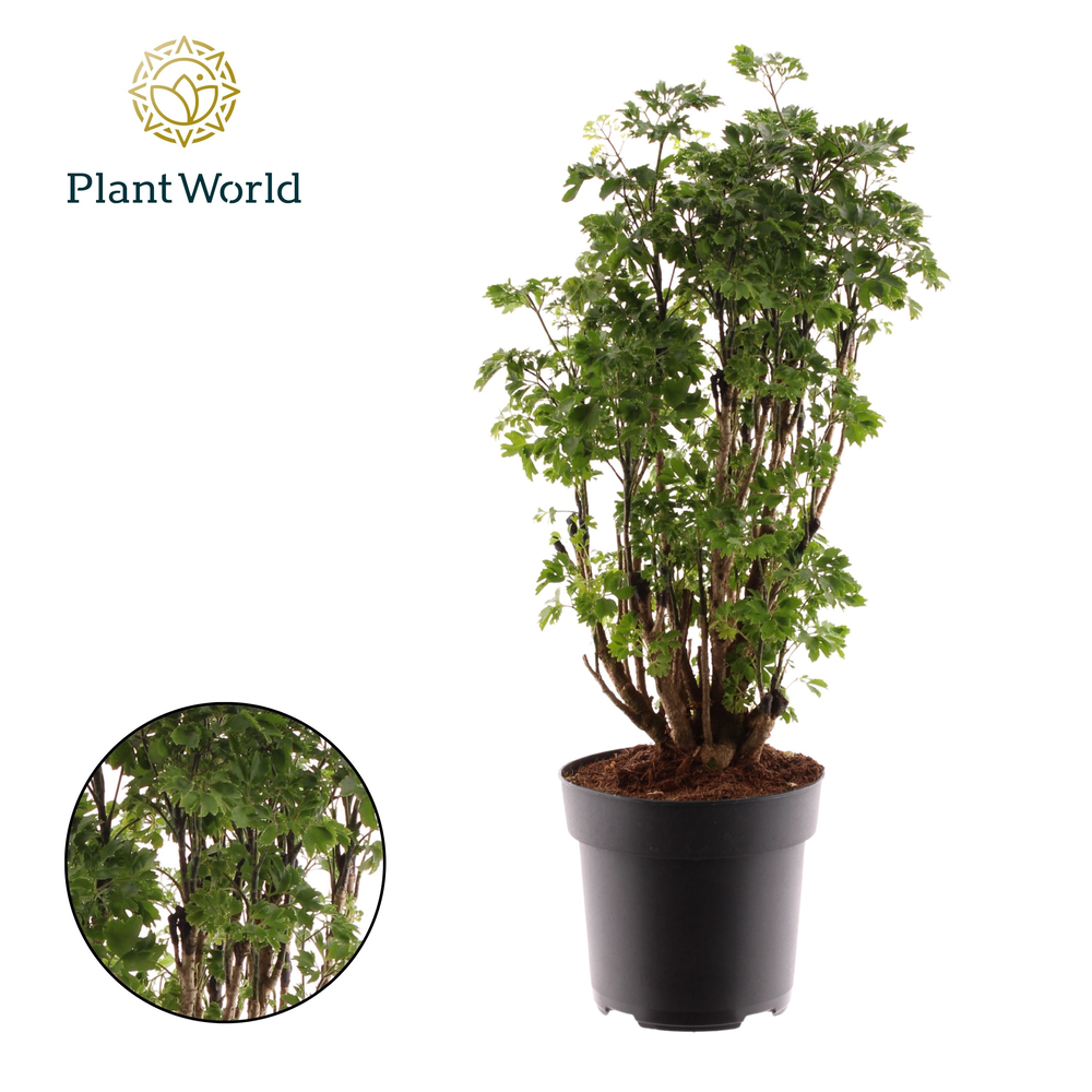 Polyscias Roble vertakt (Decorum).