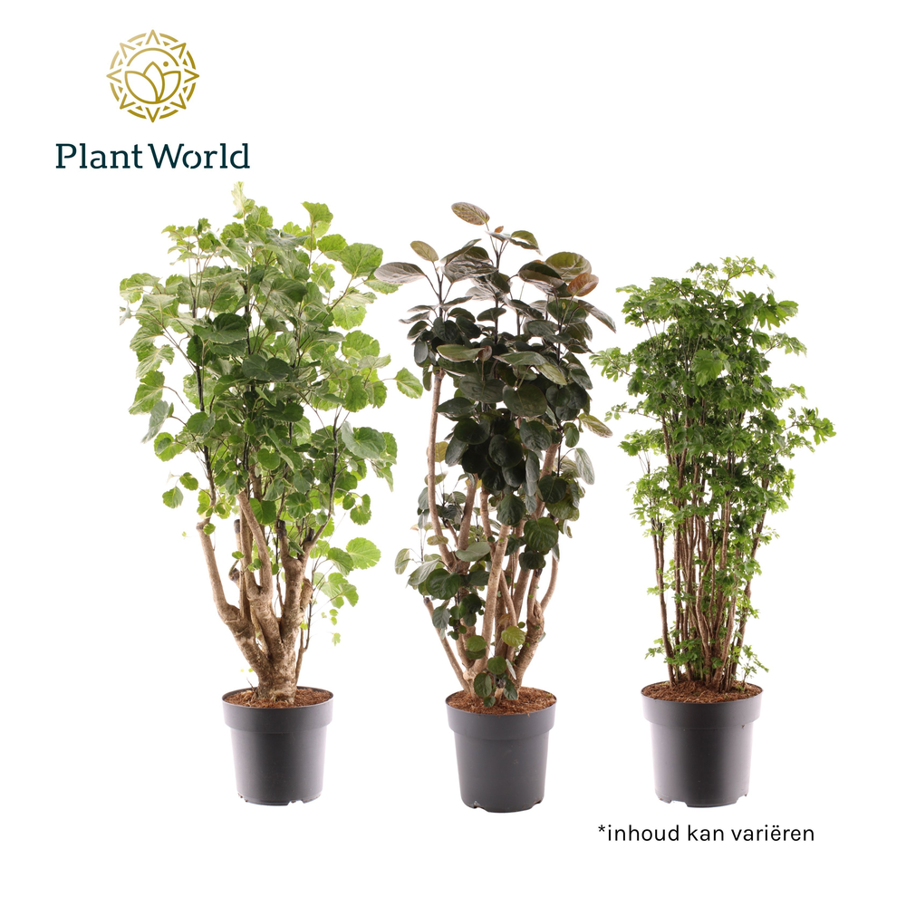 Polyscias 2-3 soorten gemengd.