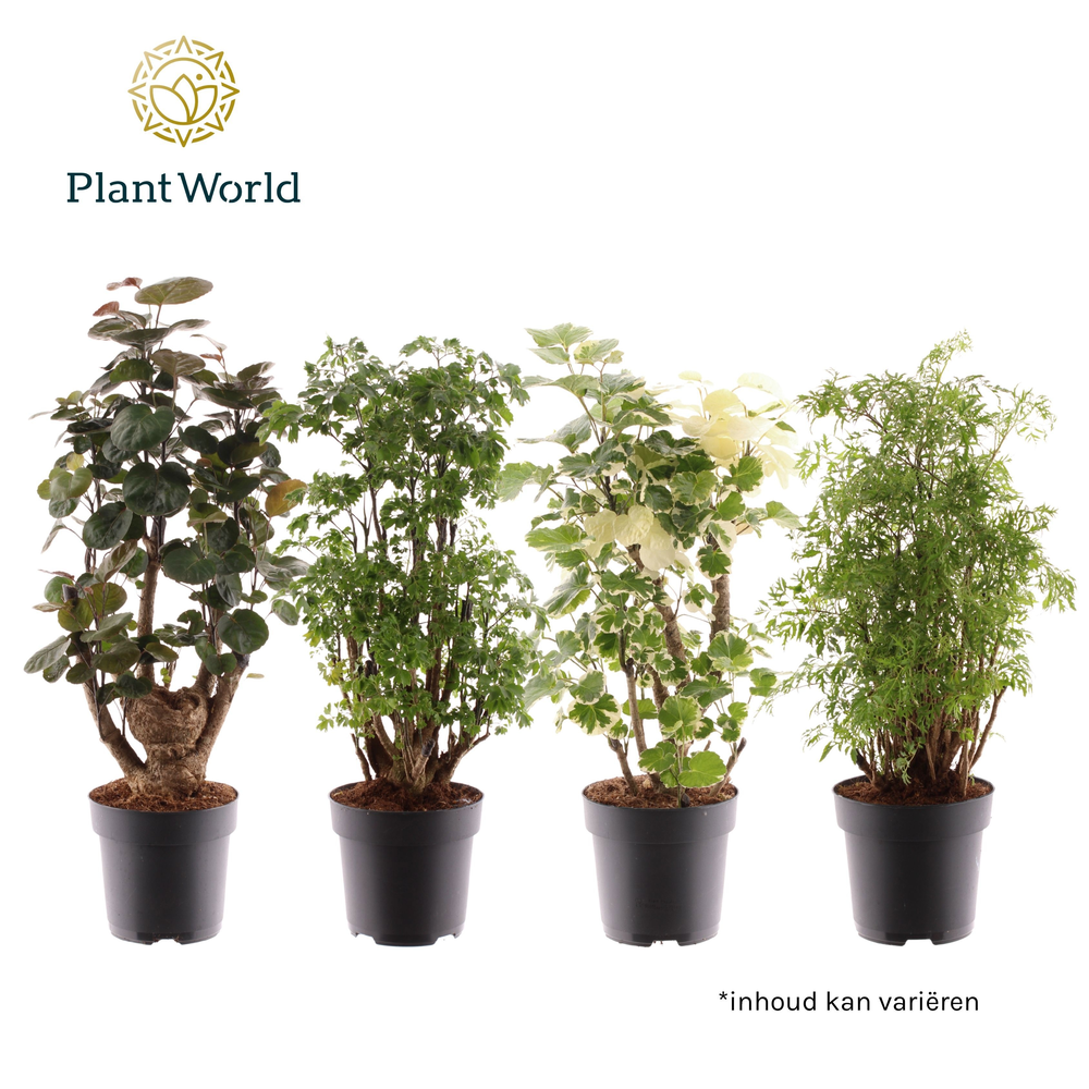 Polyscias vertakt 2-3 soorten gemengd (Decorum).