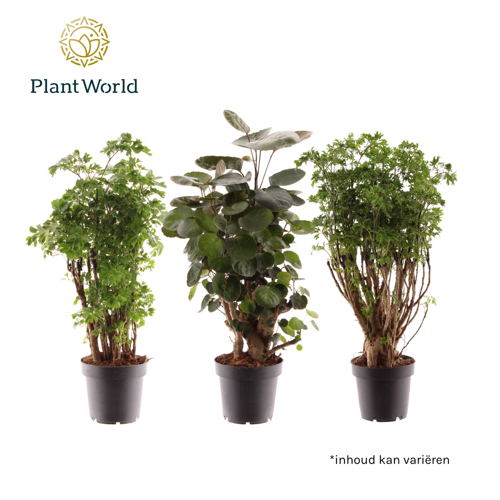 Polyscias gemengd (2-3 soorten) (Decorum).