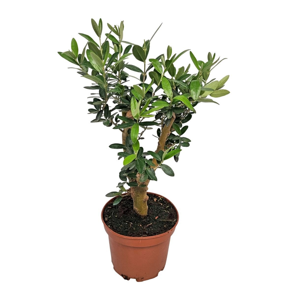 Olea Europaea Thick Trunk