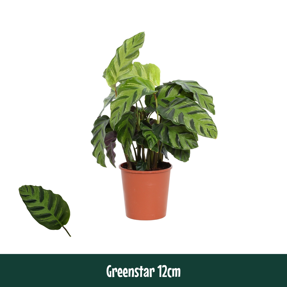 Calathea 12cm Greenstar.
