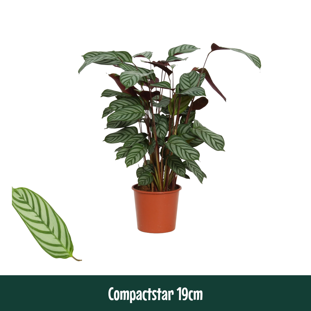 Calathea 19cm Compactstar (Ctenanhte).