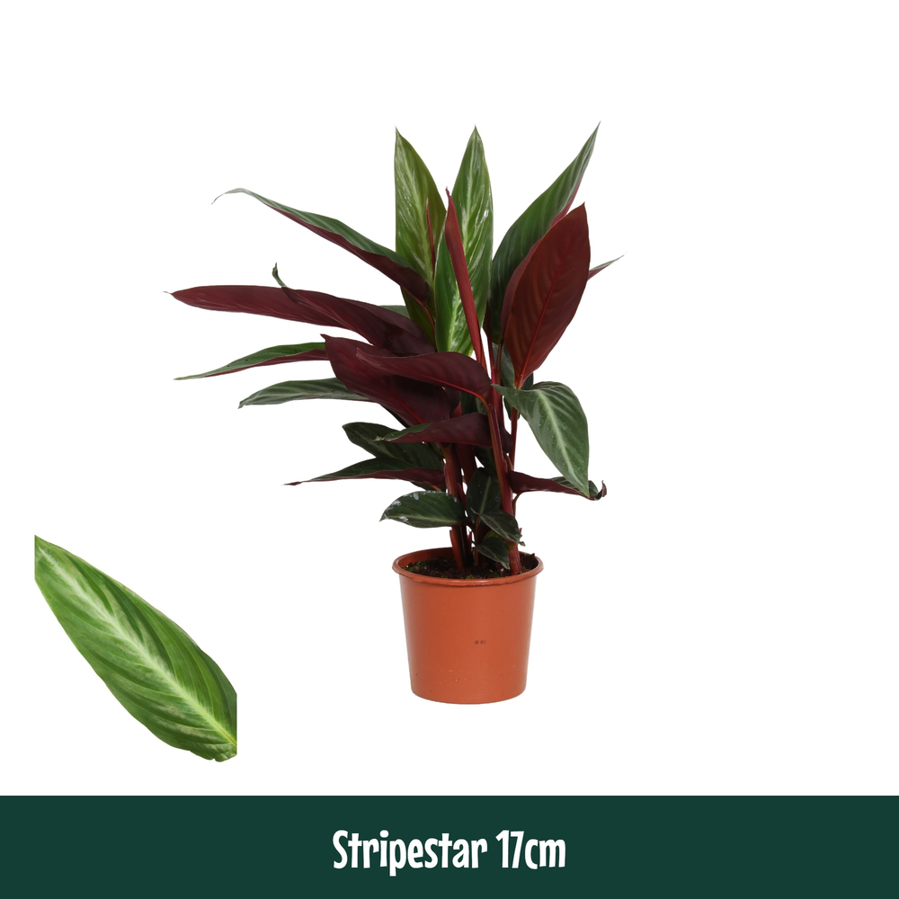 Calathea 17cm Stripestar.