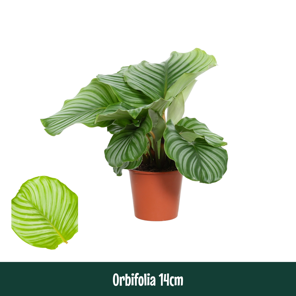 Calathea 14cm Orbifolia.