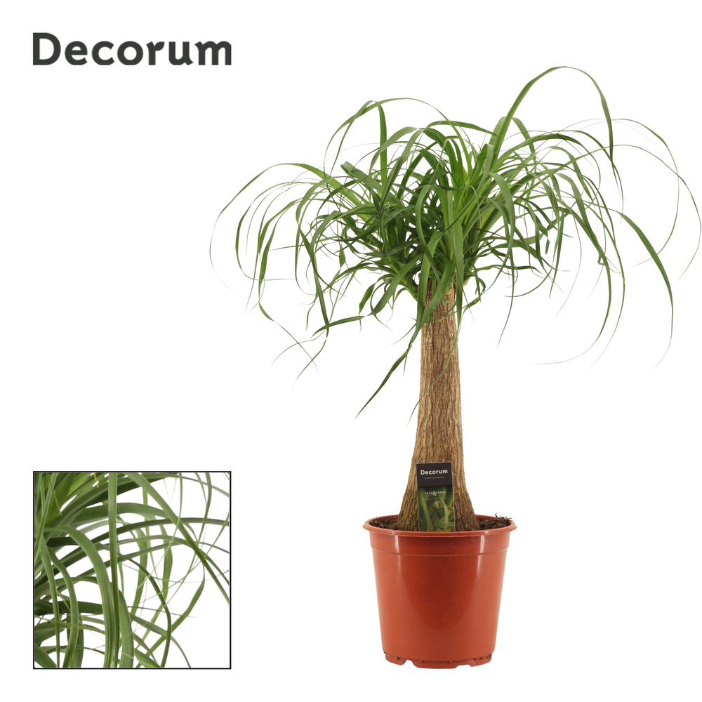 Beaucarnea recht 21 cm (Decorum).