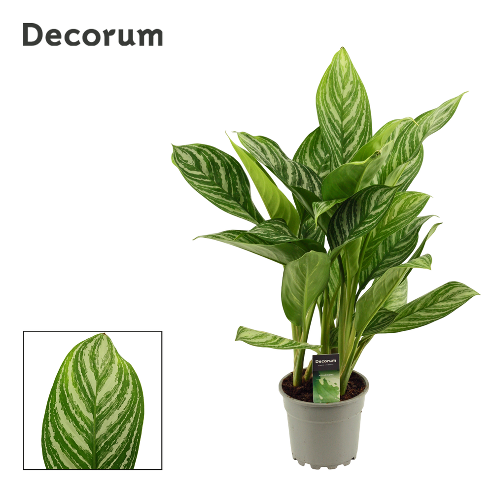 Aglaonema 17 cm Stripes (Decorum).