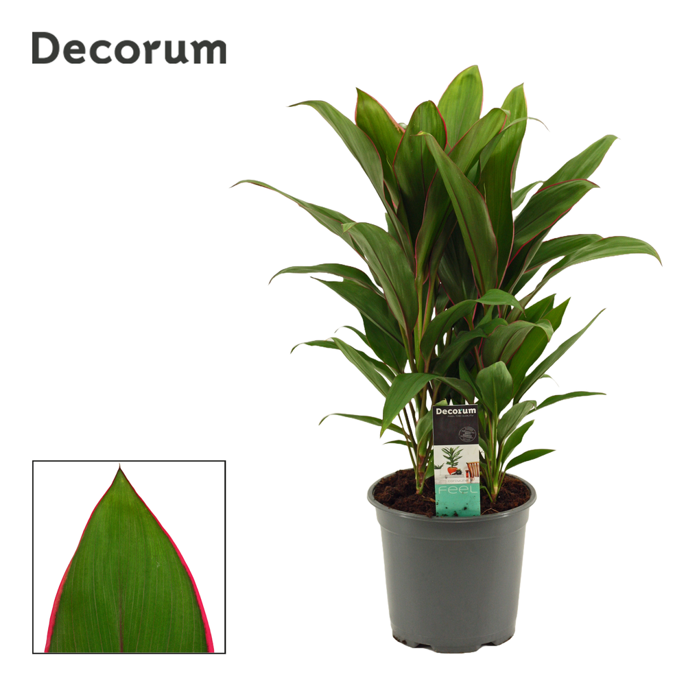 Cordyline Salsa toef 19 cm (Decorum).