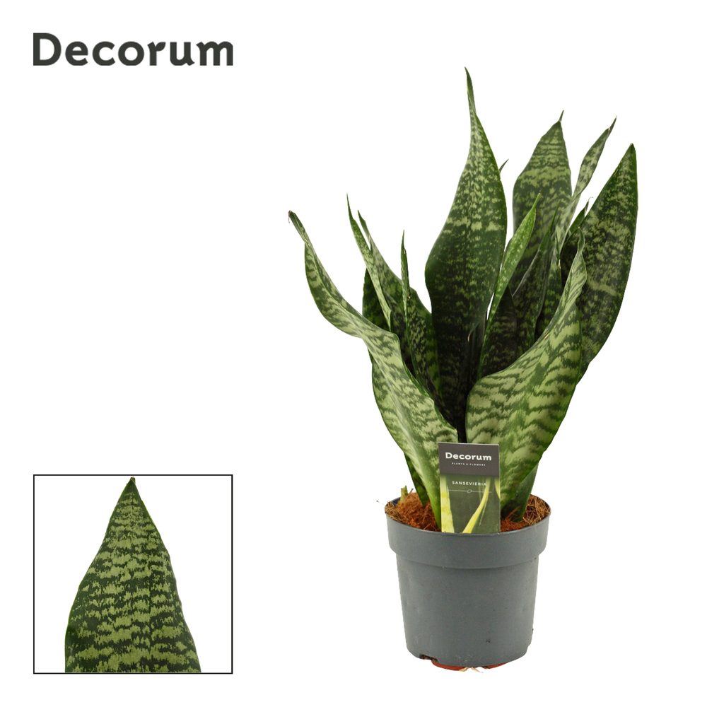 Sansevieria Super Green 14 cm (Decorum).