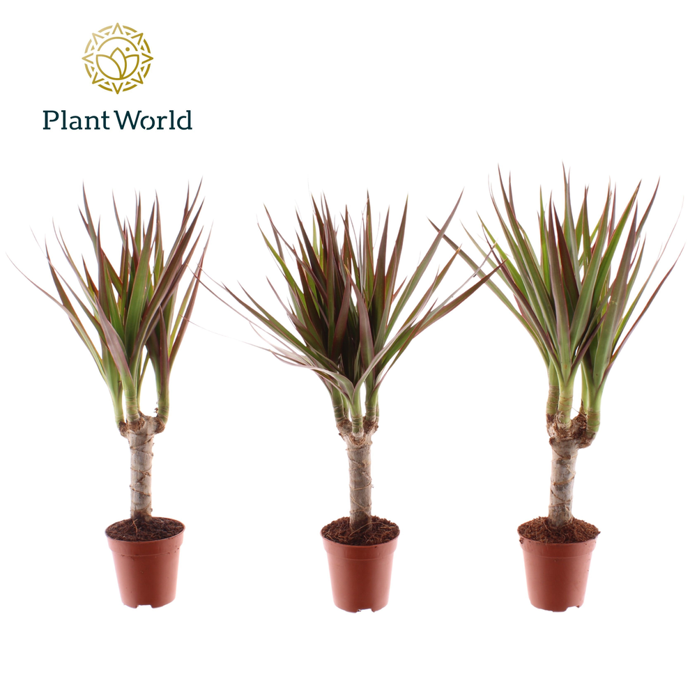 Tiny Tummy Magenta (Decorum).