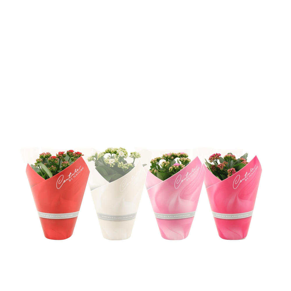Kalanchoë 4 color mix in Couture sleeve.