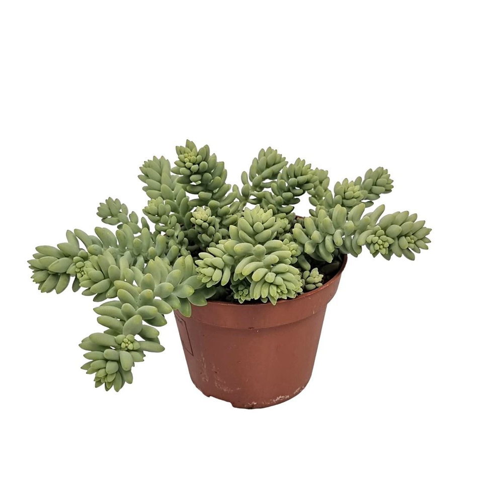 Sedum Burrito.