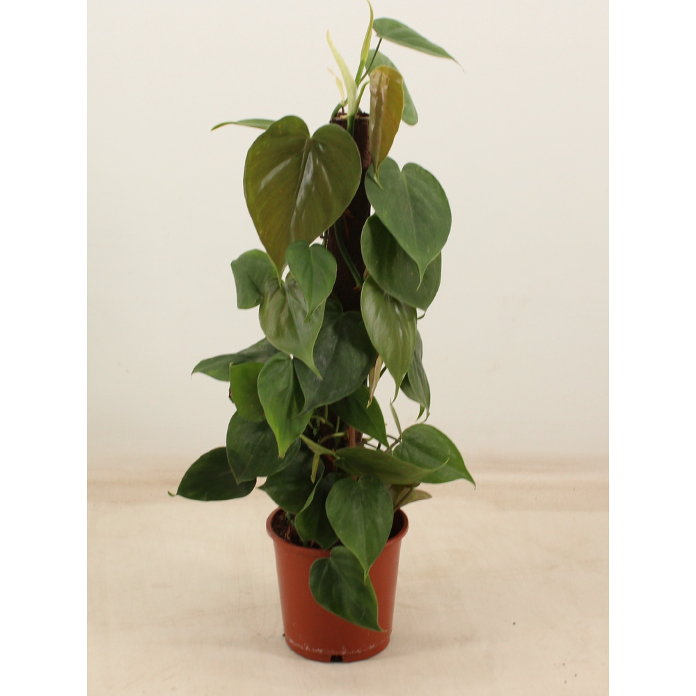 Philodendron SCANDENS kratiste klimstok 50CM.
