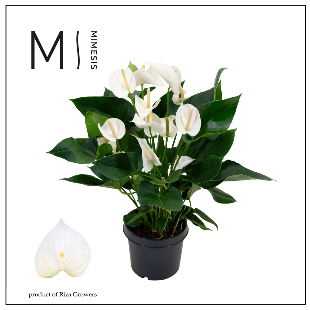 Mimesis Anthurium KARMA White - 21 cm.