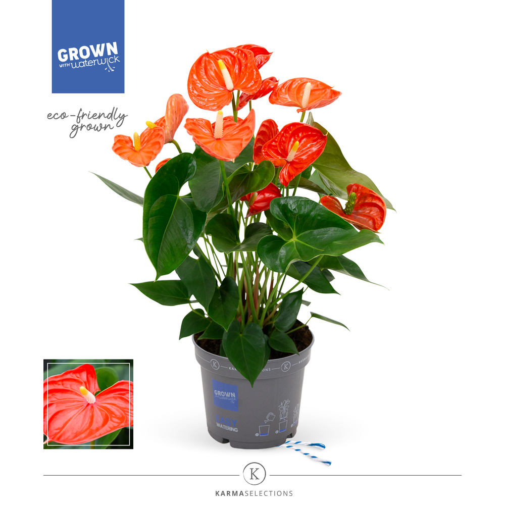 Mimesis Anthurium KARMA Orange - 17cm.