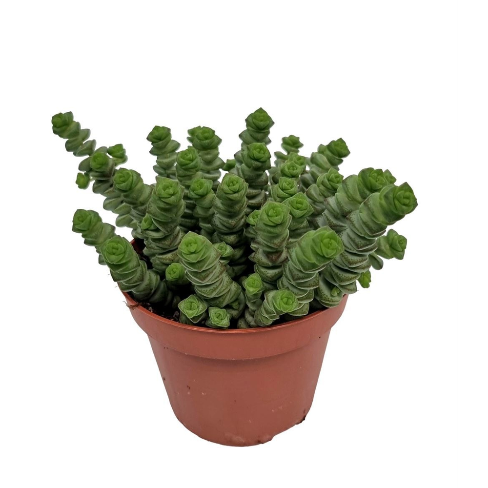 Crassula Marnieriana Hottentot.