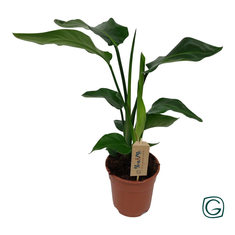 Strelitzia nicolai p17 2 stek / pot.