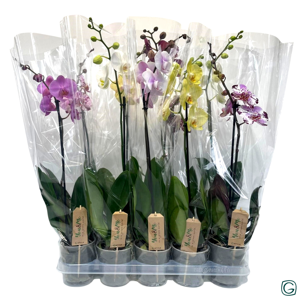 Phal. 1 tk mix 9+ XL.