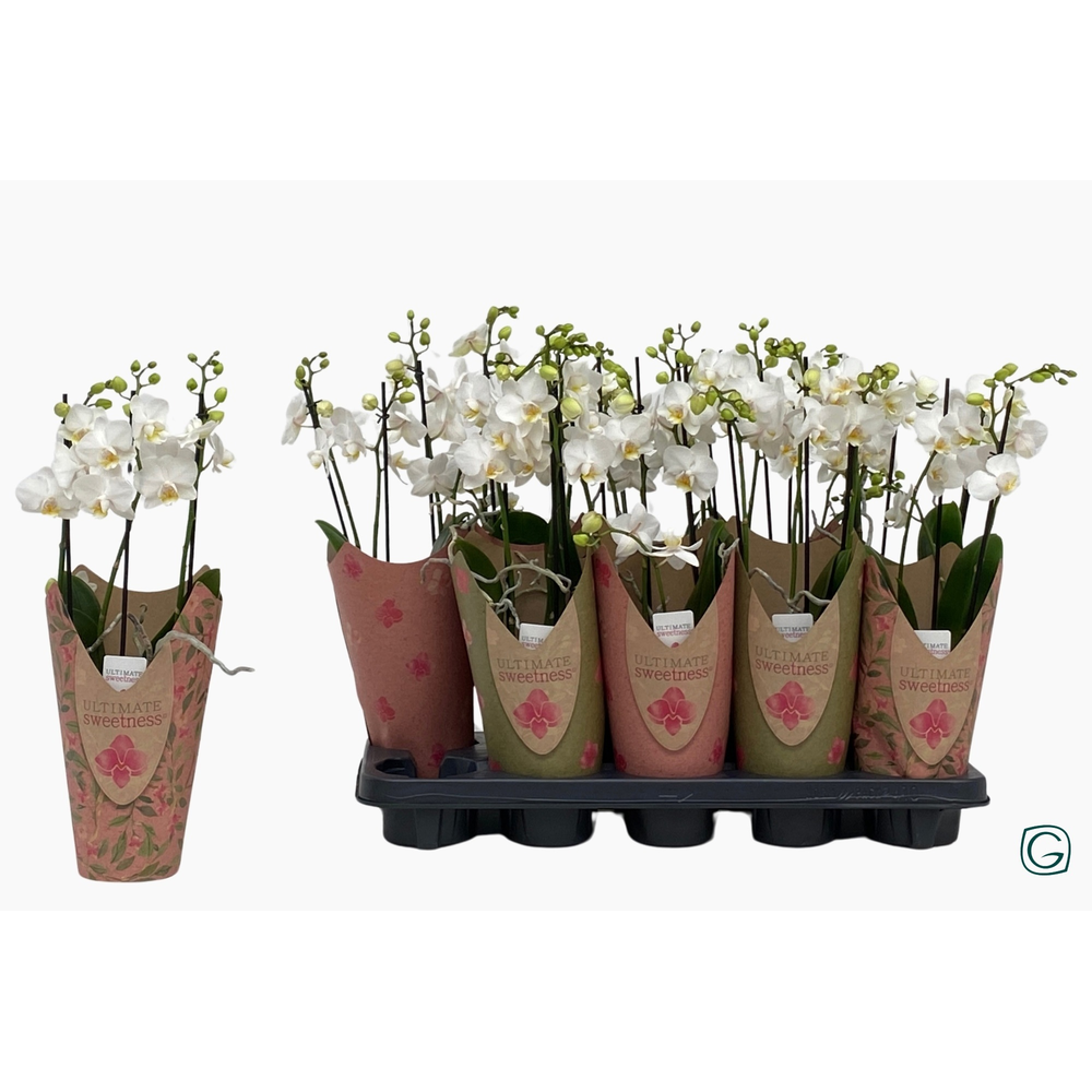 Multiflora 3tk white in potcover.