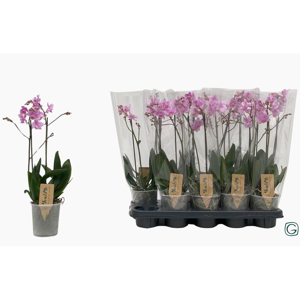 Multiflora 2tk pink 22+.