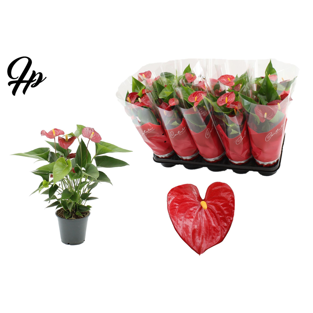 Anthurium Micra in Couture sleeve.