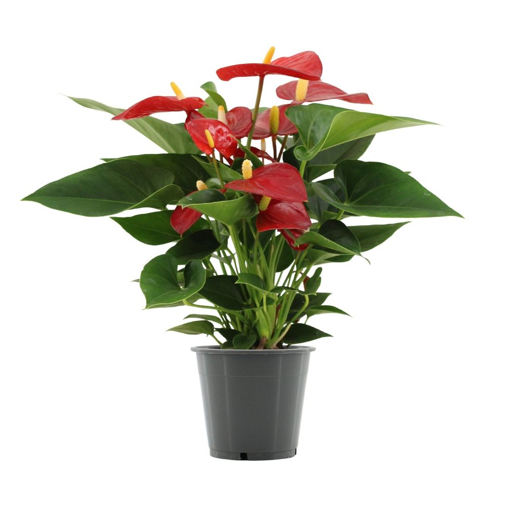 Anthurium Micra in transparant sleeve.