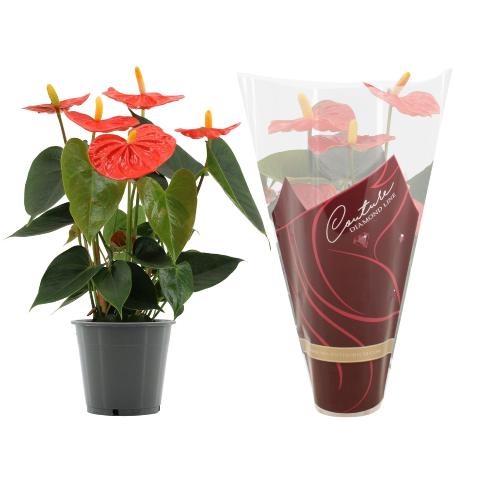 Anthurium Stilo in Couture Diamond sleeve.