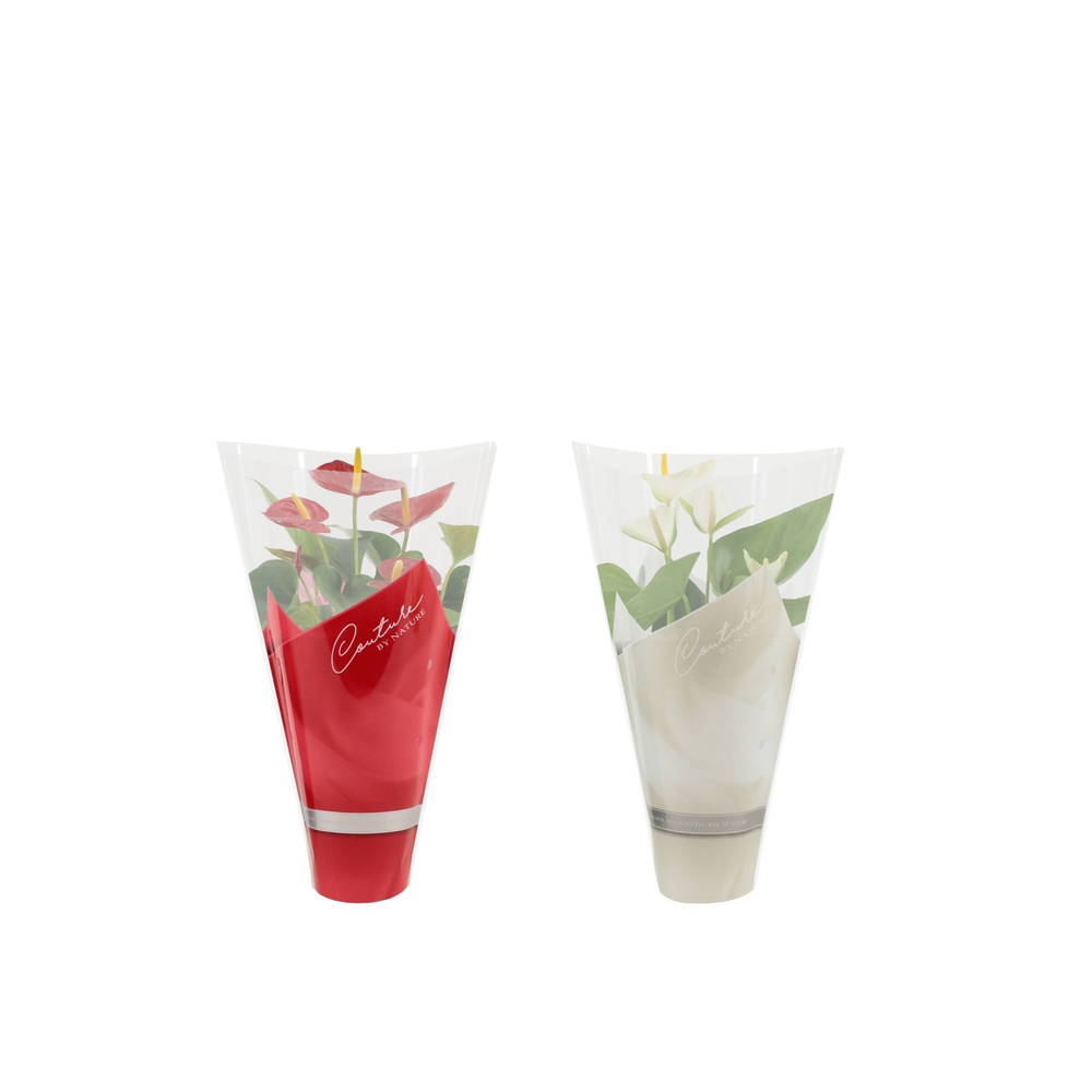 Anthurium red&white mix in Couture sleeve.