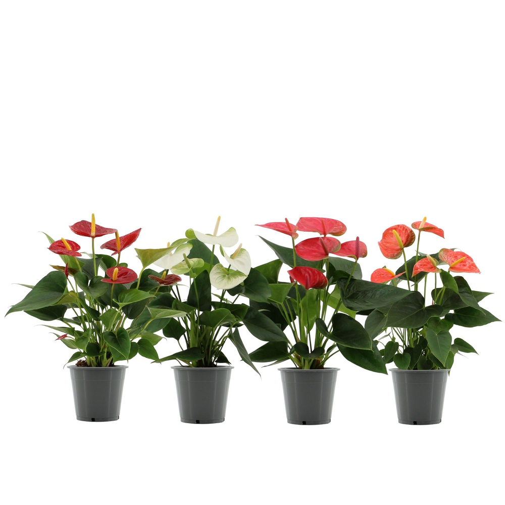 Anthurium 4 color mix without sleeve.