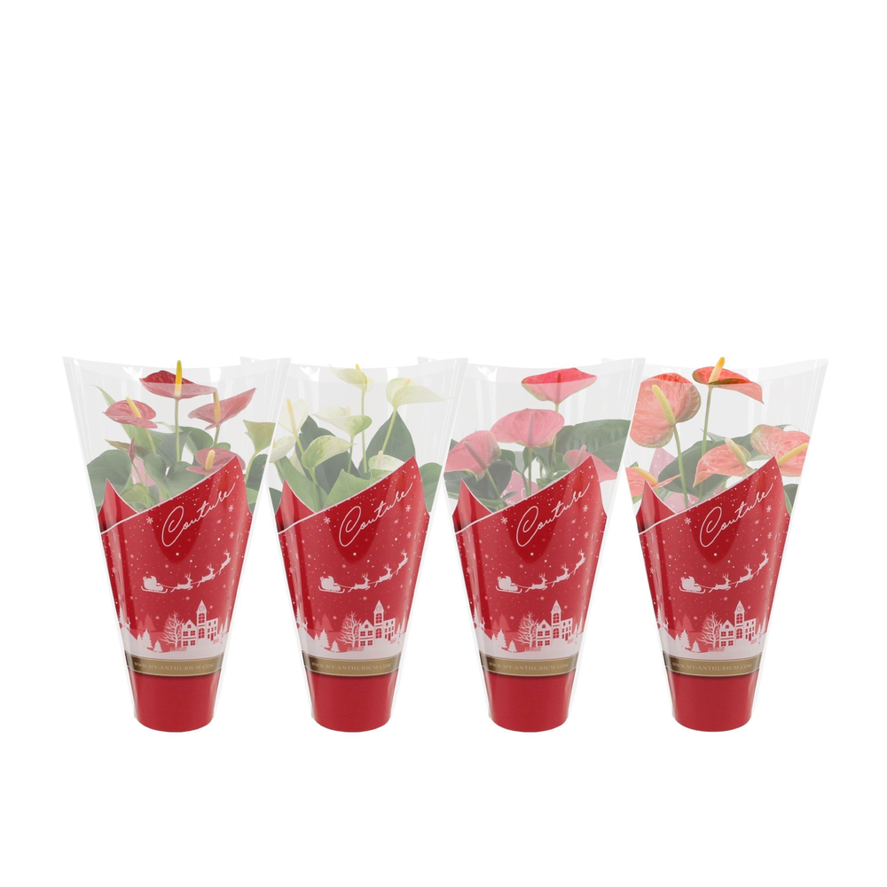 Anthurium 4 color mix in Couture Christmas sleeve.
