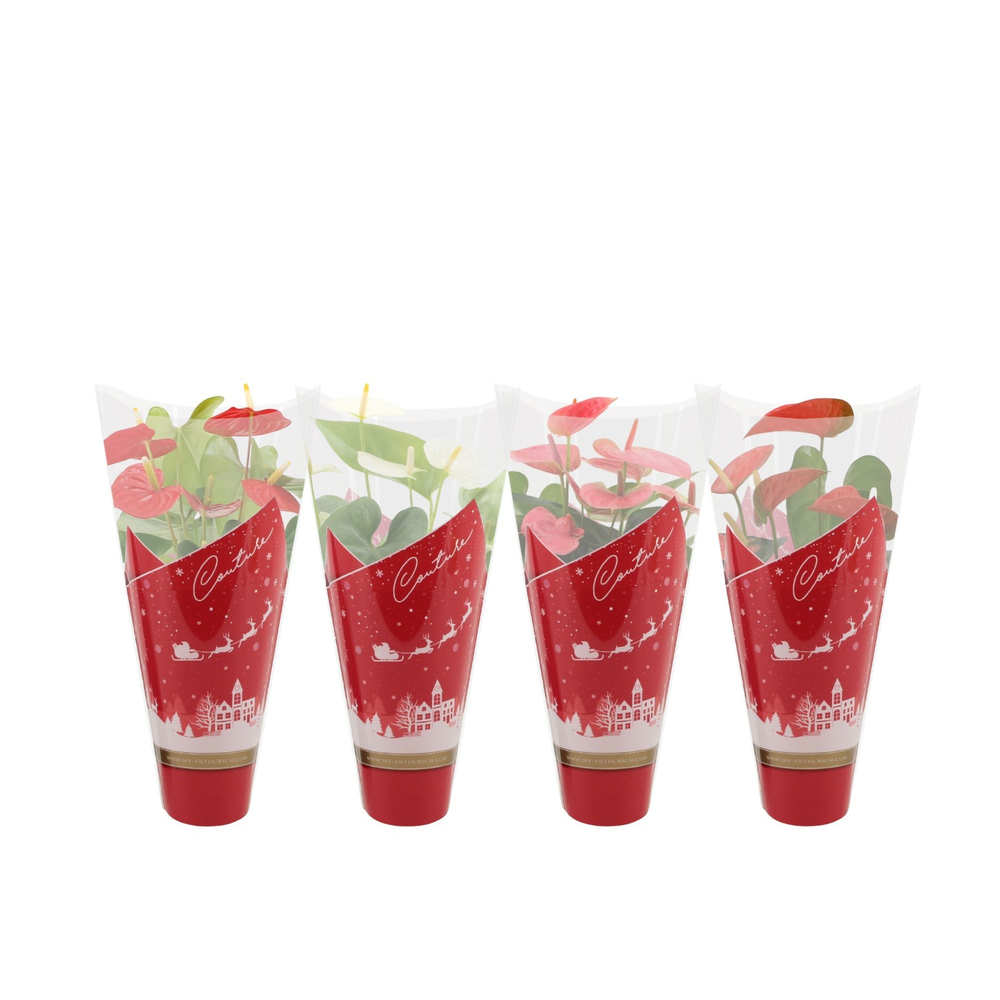 Anthurium 4-Farben-Mix in Couture-Weihnachtshülle.