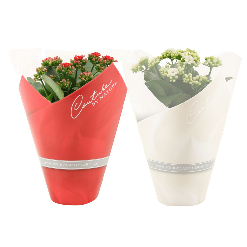 Kalanchoë 2 color mix in Couture sleeve.