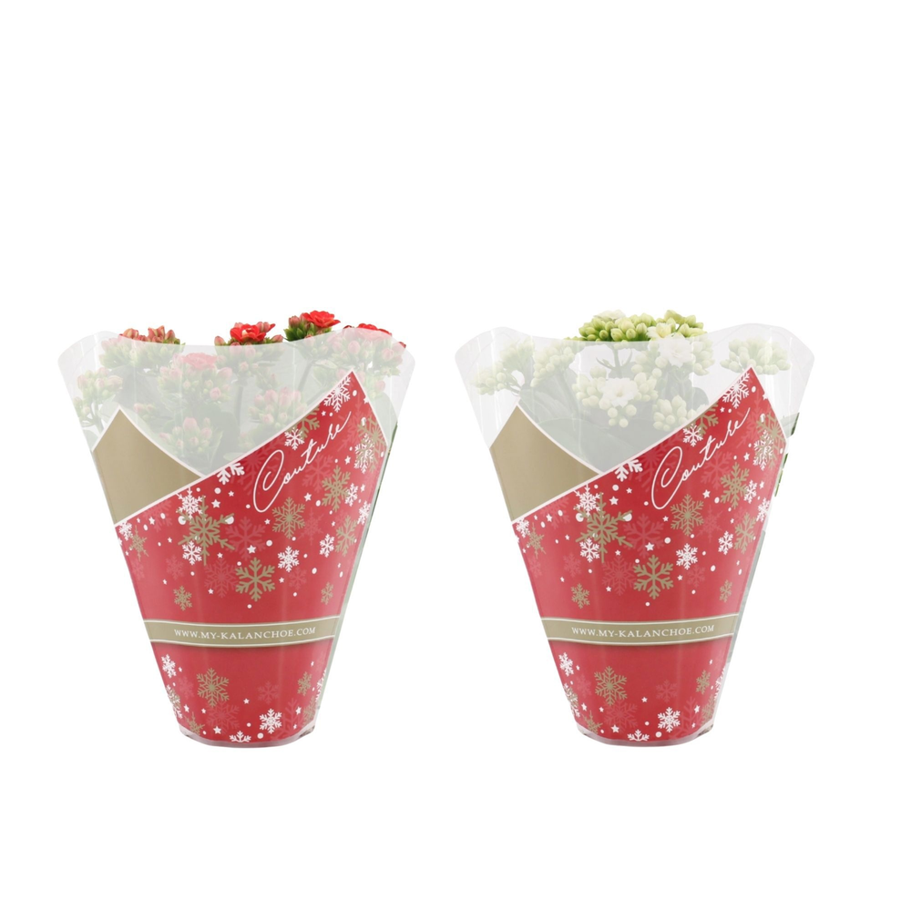 Kalanchoë 2 color mix in Couture Christmas sleeve.