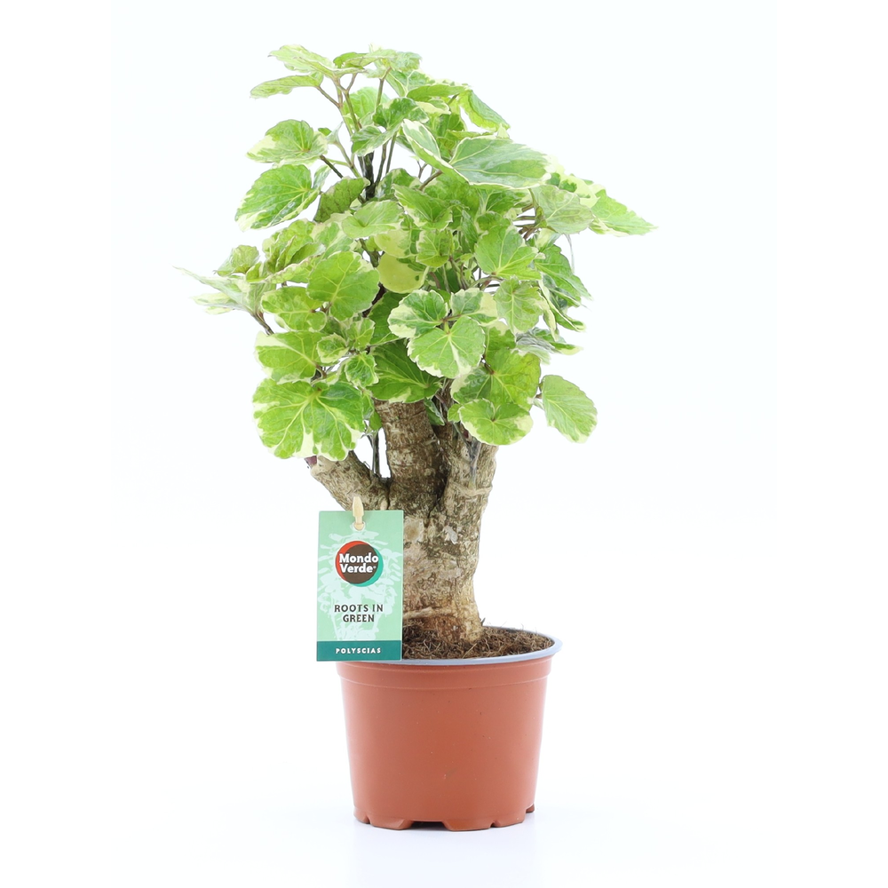 Polyscias Balfouriana.