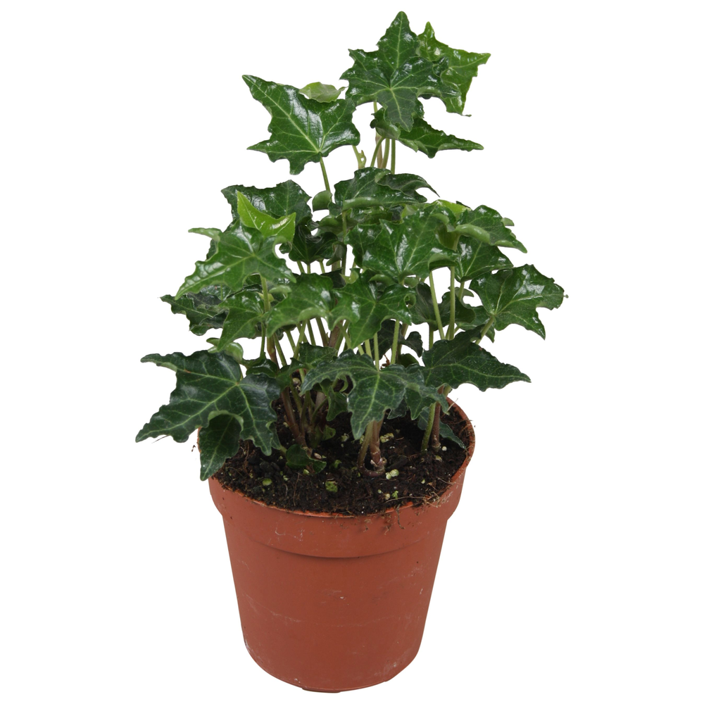 Hedera helix Ivalace.