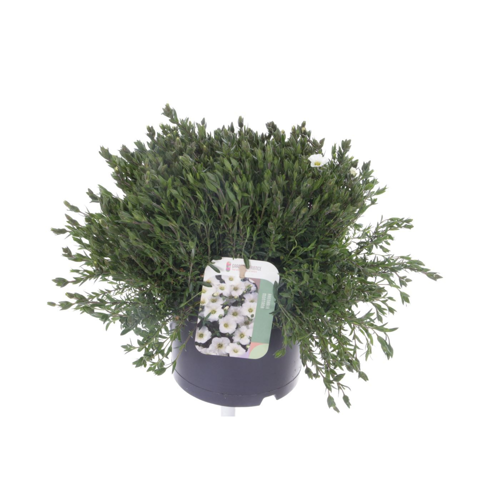 Arenaria montana Blizzard Compact.