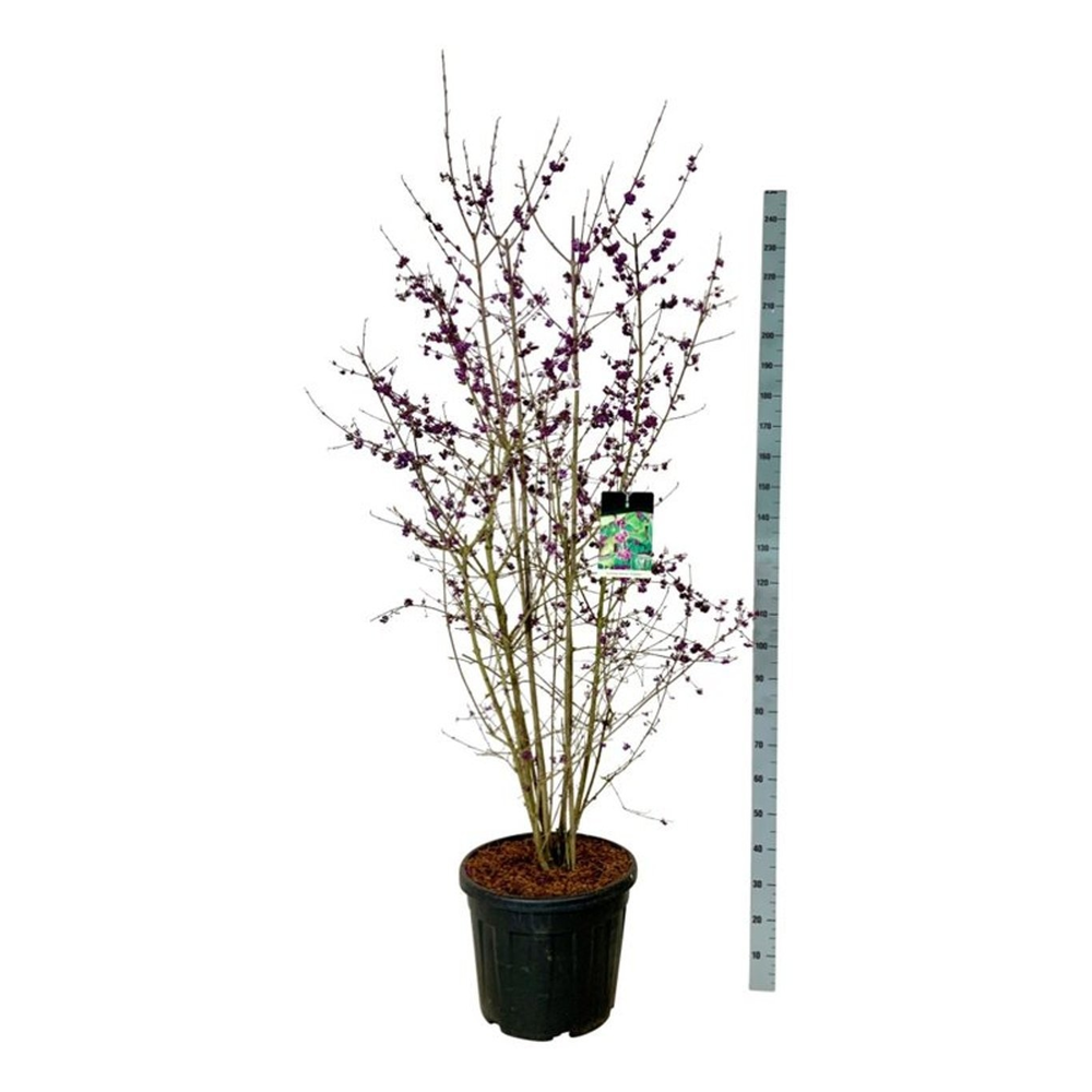 Callicarpa bodinieri 'Profusion'.