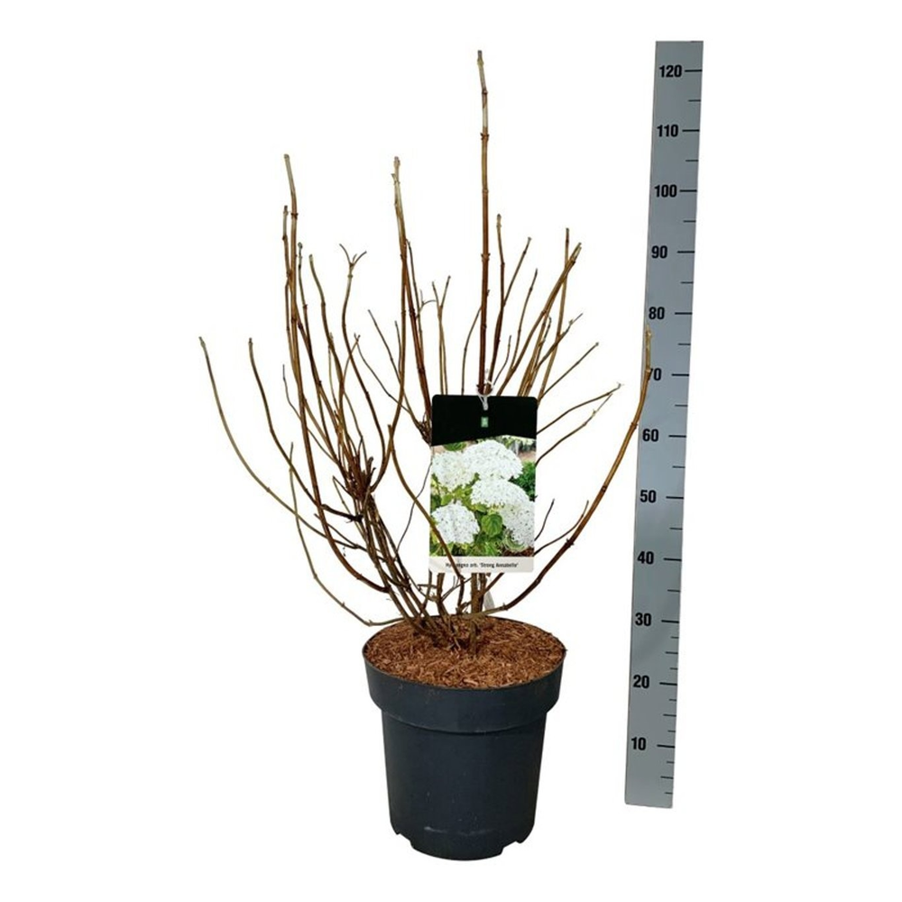 Hydrangea a. Strong Annabelle.