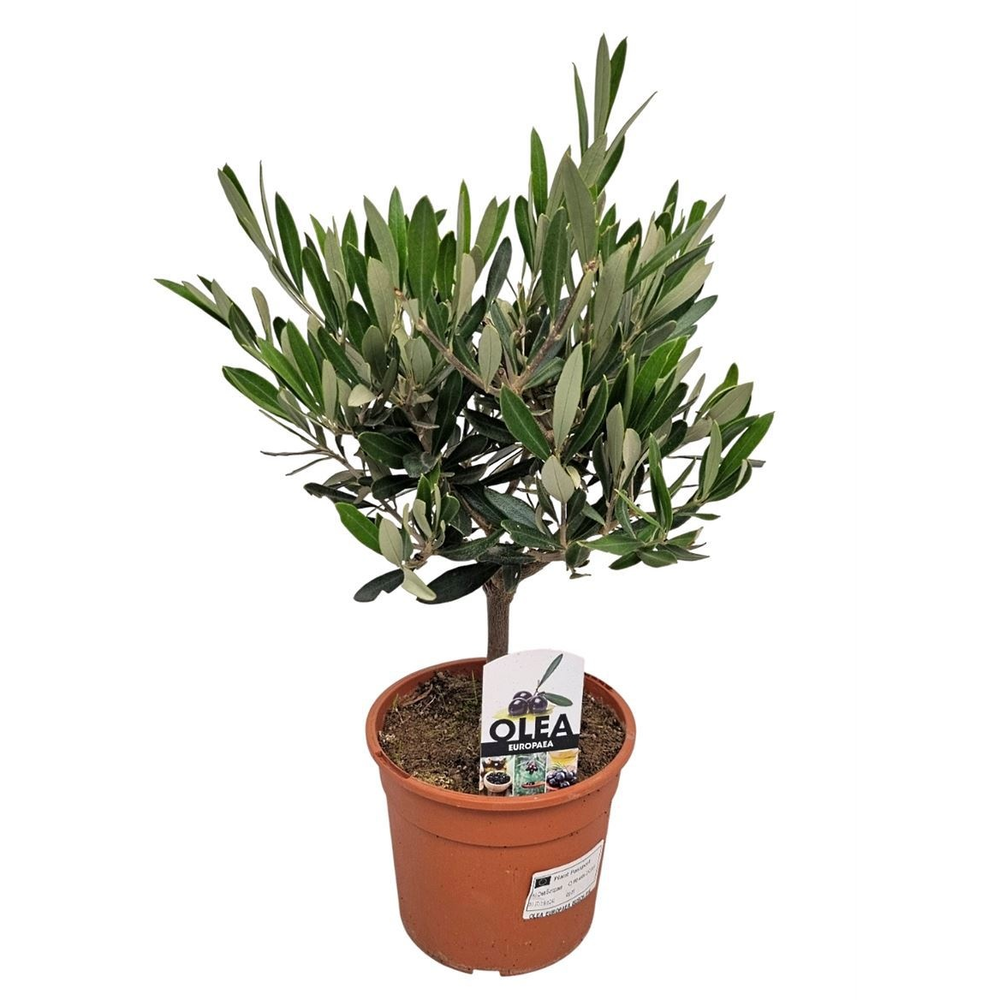 Olea Europaea Bush - 1241