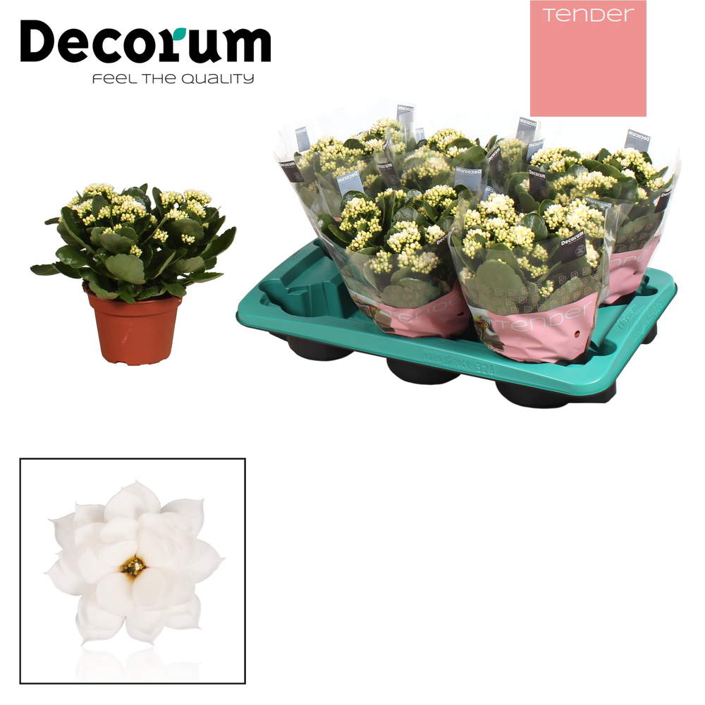 Kalanchoe Decorum TENDER - Serenity Silk.