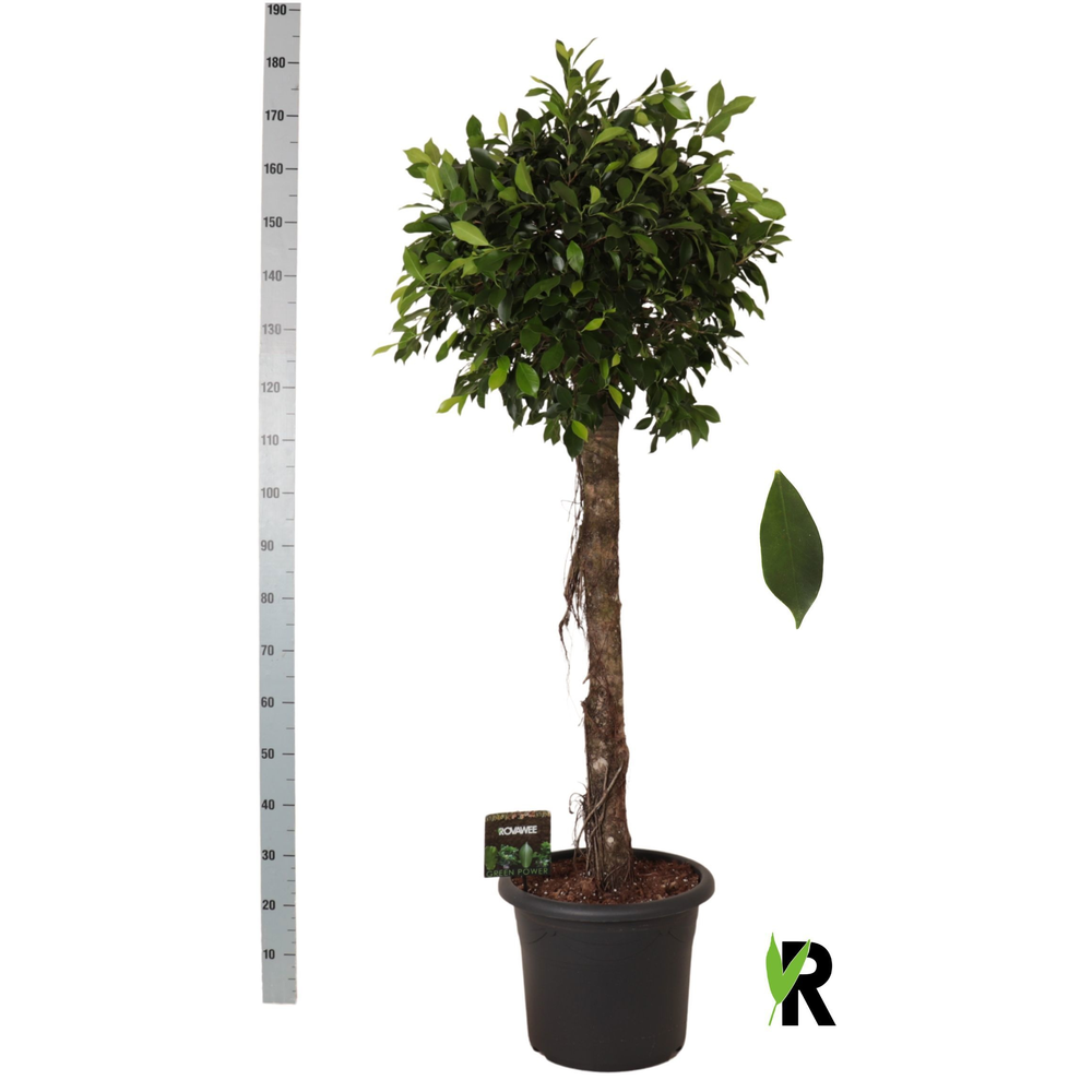 Ficus micr. Nitida op stam.